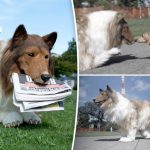 I want to meet a girl dog and be in movies - Man who spent $14,000 to transform himself into collie dog speaks out